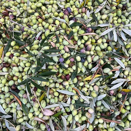 The Olive Grove *
